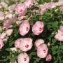 hibiscus_luna_pink_swirl_3x3