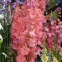 Hampton Court Flower Show, Royaume-Uni
