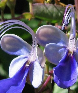 clerodendrum-ugandense-or-blue-butterfly-bush-j-mccombie