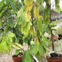 la-papaye-vendeenne-poussera-bientot-dans-nos-jardins - копия