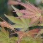 Acer-palmatum-Bonfire — копия