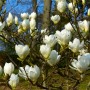 jade-lamp-tree-magnolia