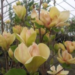 magnolia_sunsation_dscf4737sm
