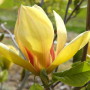 th2_magnolia_sunsation_best