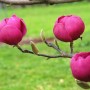 Магнолия Черный Тюльпан Блэк Тюлип Magnolia Black Tulip2