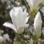 magnolia_soulangeana_x_cv_alba_superba_viragzas_kalmthout_arboretum