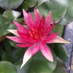 1516029305-nymphaea-red-spider-111c