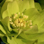 Helleborus orientalis Double Green