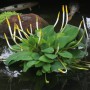 Orontium_aquaticum_1_-_Buffalo_Botanical_Gardens
