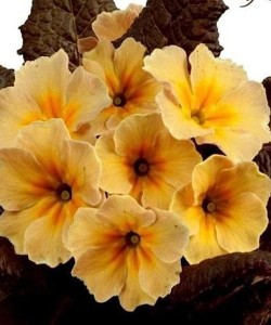 Primula vulgaris -Claddagh-