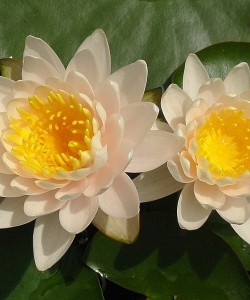 Waterlily_Nymphaea_Walter_Pagels