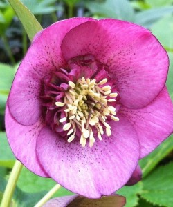 helleborus_anemone_rose_pink2_resized