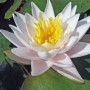 nymphaea-walter-pagels-