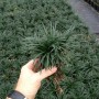 ophiopogon-japonicus-nana-dwarf-mondo-grass-1000208427-1362082318
