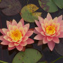 product-water-lily-nymphaea-pink-grapefruit-hardy-waterlily-480x360