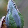 9580_0_Magnolia-acuminata--Blue-Opal-