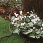 Cyclamen-hederifolium-SilverMe-White-photo-Syngenta-Flowers-gecorrigeerd