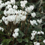 Cyclamen_hederifolium_PERLENTEPPICH_photo_file_554KB