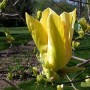 Magnolia Golden Endeavor 0005