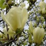 Magnolia-Yellow-Fever