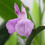 Roscoea-purpurea-Ant-Marian-800px-ht-510x534