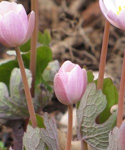 Sanguinaria-canadensis--Pink-Form-_4-22-14_18708-A_6-I_H_prl