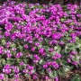 carpet-of-herbaceous-perennial-cyclamen-coum-flowering-in-early-spring-f7yb2j (1)