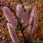 cimicifuga-ramos-pink-spike