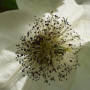 davidia-involucrata-dove-tree-extreme-close-up-flower-041916-076