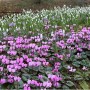 galanthus-nivalis-and-cyclamen-coum-at-colesbourne-park-february-ft950h