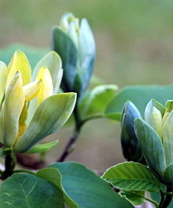 magnolia-blue-opal-114537