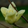magnoliaelizabeth_jwb_2_lg