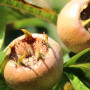 mespilus-germanica-fruits-1
