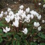 sizedCyclamen hederifolium.jpg4870
