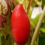 Podophyllum-emodi-fruit-August-2015-6a