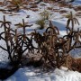 kaktus-mrozoodporny-cylindropuntia-imbricata-5