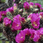 kaktus-mrozoodporny-cylindropuntia-imbricata-6
