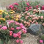 opuntia-flowers
