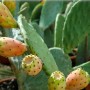 opuntia-robusta-feigenkaktus (2)