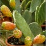 opuntia-robusta-feigenkaktus