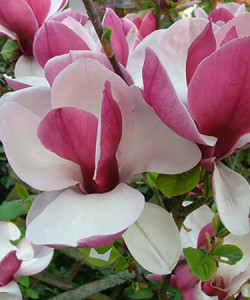 Magnolia-ruby