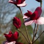 magnolia (1)