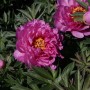 Paeonia-ITOH-First-Arrival_3