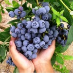duke-highbush-blueberry-seeds-vaccinium-corymbosum