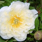 20180502_0224 Southern Peony Best Performer 'White Emperor' Bloom