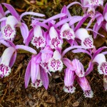 Pleione praecox, rare natural  orchid in high mountain of Thaila