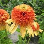 Echinacea-Rhytmes-in-Orange-300x300
