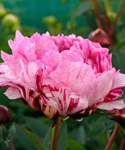 Paeonia-The-Fawn