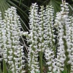 Spiranthes-cernua-Chadds-Ford-comp