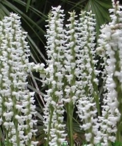 Spiranthes-cernua-Chadds-Ford-comp